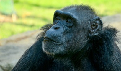 Obraz premium Chimpanzee