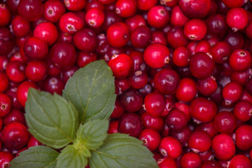 Cranberry background with green leaves