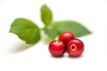 Red berries of cranberries on a background of green leaf