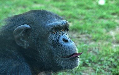 Chimpanzee
