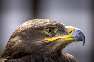Portrait of an eagle in Feldberg Germany