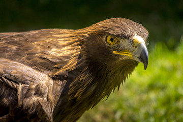 Portrait of an eagle in Feldberg Germany