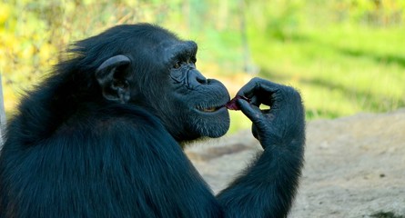 Chimpanzee