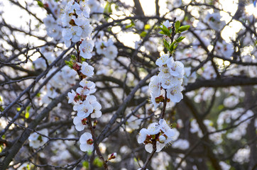 white flowers in spring