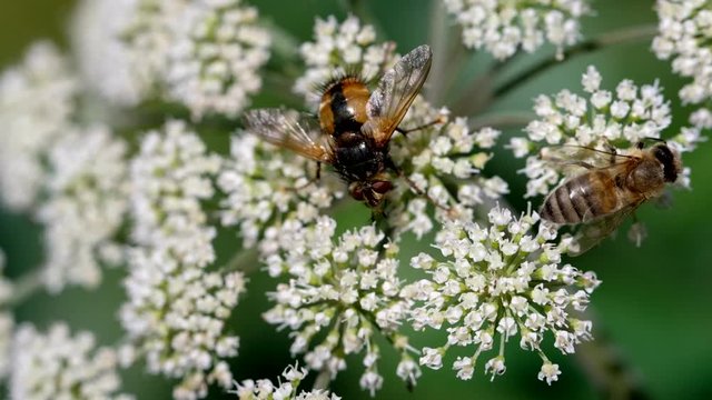Wiesen-B&auml;renklau mit Igelfliege und Biene -  Makroaufnahme