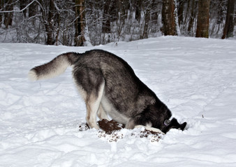 Dog breed Siberian Husky hunts for the mouse in the winter forest