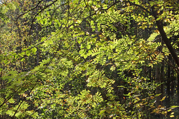 Fototapeta premium Yagry in Severodvinsk. Unique pine forest. white sea coast