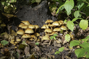 mushrooms at the stump