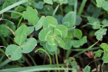 clover in the garden with five leafs