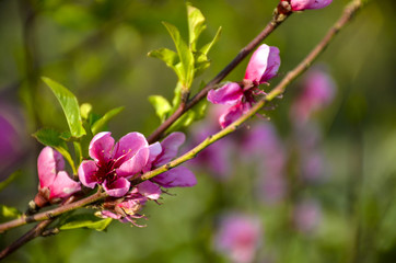 pink flowers of a tree