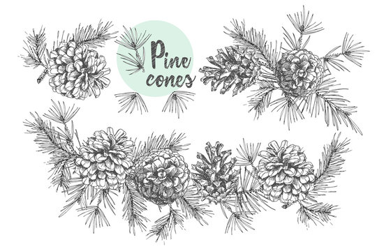 Set card template with pattern realistic botanical ink sketch of fir tree branches with pine cone on white background. Vector illustrations