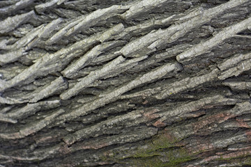 background of texture wood