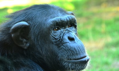 Chimpanzee