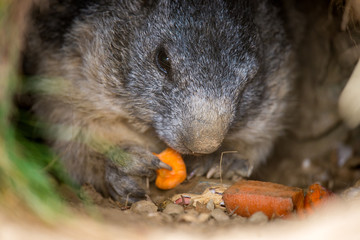 marmot feeding a carrot in it's burrow