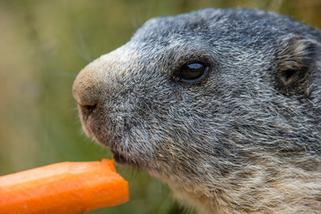 portrait of a marmot with a carrot