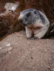 portrait of marmot in the swiss alps