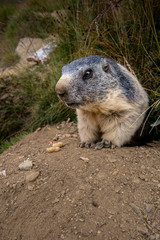 portrait of marmot in the swiss alps