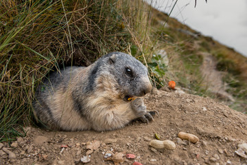 Naklejka premium marmot feeding in the swiss alps