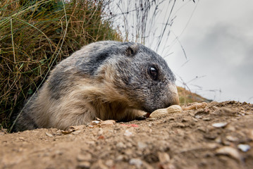 portrait of marmot in the swiss alps