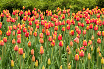 Lots of colorful tulip flowers natural spring background