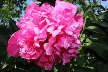 pink rose in the garden