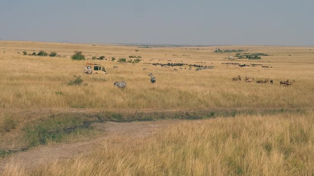 Safari Car With Tourists On The Savannah Where A Lot Of Antelopes And Zebras