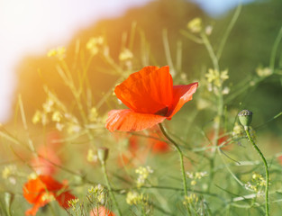 Fototapeta premium Field of bright red poppy flowers in summer