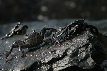 Crabs on black rock
