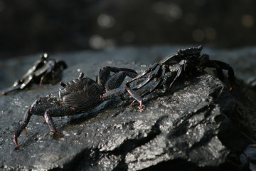 Crabs on black rock