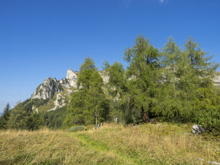 Mélèzes d'Europe (Larix decidua) des conifères sur les pentes raides et à-pic des falaises dans les Alpes
