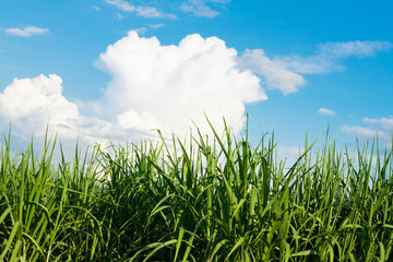 Sugarcane field in blue sky and white cloud in Thailand