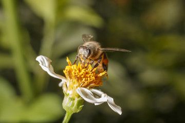 Bees on white flowers have yellow stamens.