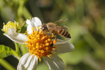 Bees on white flowers have yellow stamens.