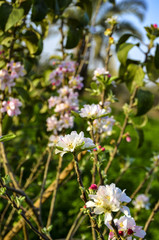 flowers in garden