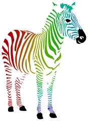 Fototapeta na wymiar Regenbogen Zebra