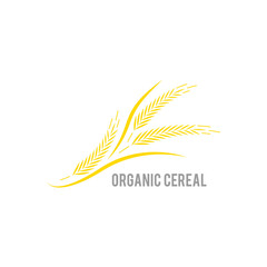 Ear of wheat on white background. Organic , agriculture seed, plant and food, natural eat.