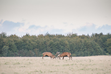 Red deer, Cervus elaphus in rutting season in Denmark