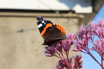 butterfly on flower