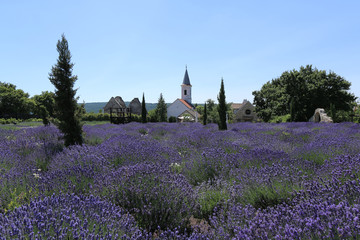 Lavender field with church
