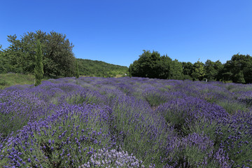Fototapeta premium Lavender field