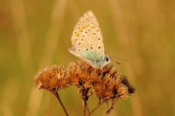 Sleeping butterfly sitting on dry grass illuminated by sunset - closeup