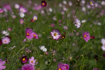 Cosmos in field