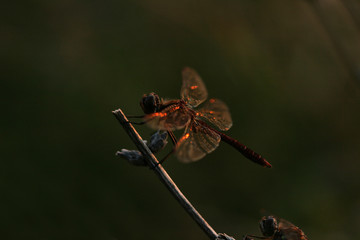 Dragonfly