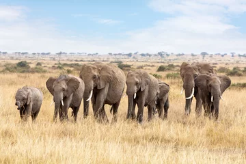 Papier Peint photo Lavable Éléphant Groupe d& 39 éléphants dans le Masai Mara