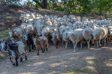Pack of sheep close together being lead by a sheepherder