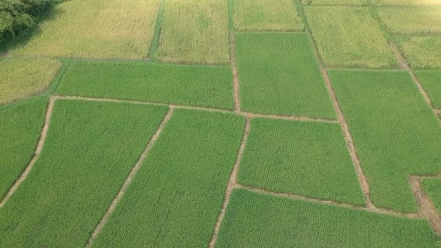 Full HD footage aerial view green rice field in Thailand. Landscape moving forward drone shot.