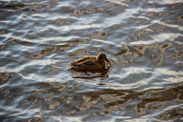 Duck in the cold