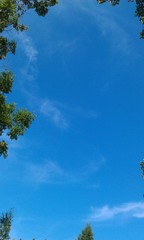 Another Tree And Sky Background