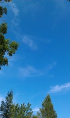 Obraz premium Different Tree And Sky Background