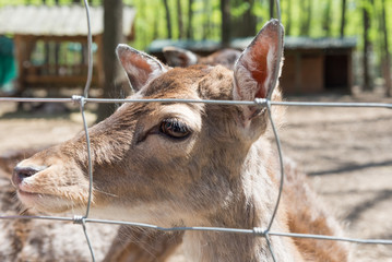 Little deer close-up at the zoo. Life in captivity.
